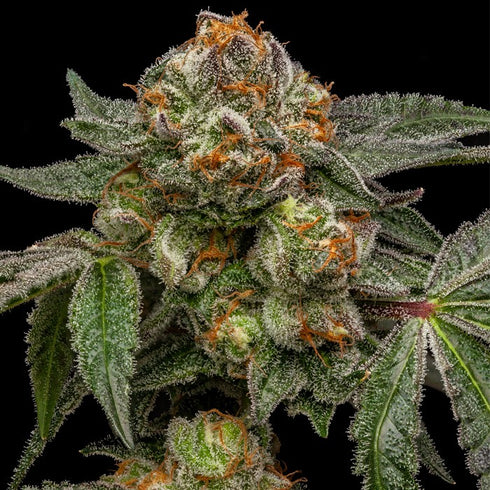 Ripper Seeds - Zake